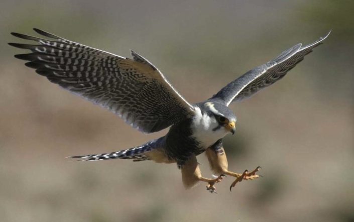 peregrine-falcon