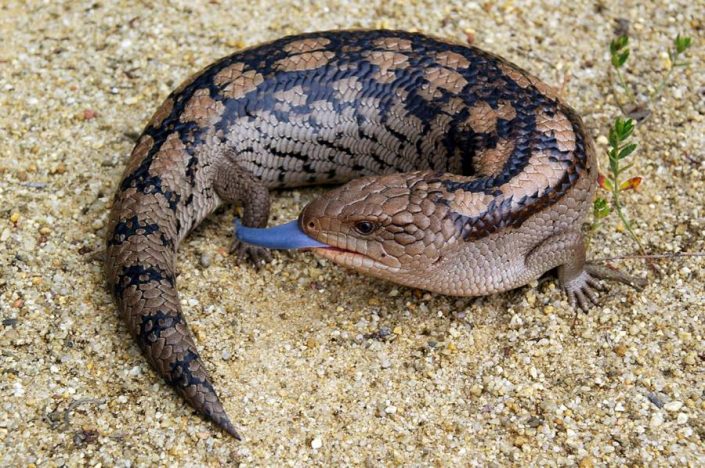 blue-tongue