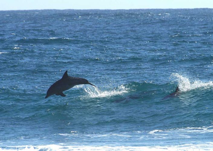 dolphins