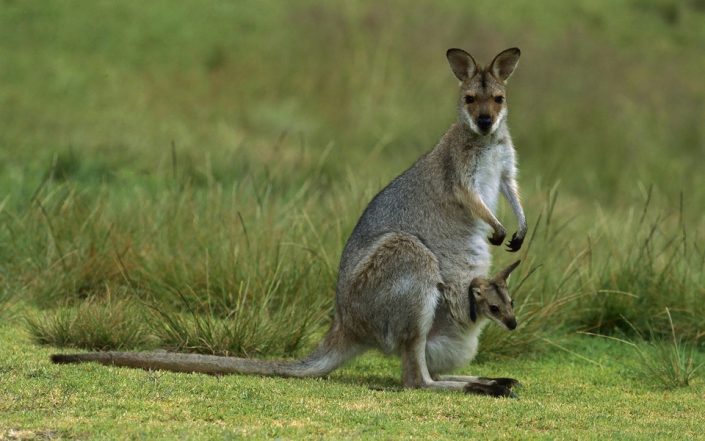 kangaroo-joey