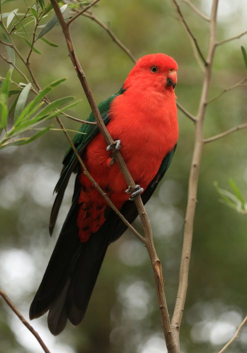 king-parrot