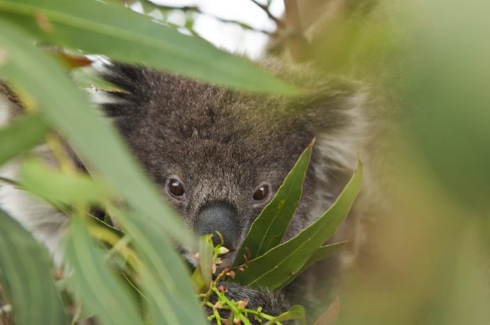 koala