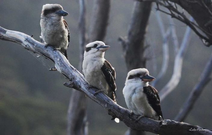 kookaburras