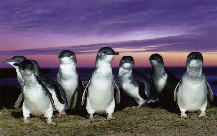fairy-penguins