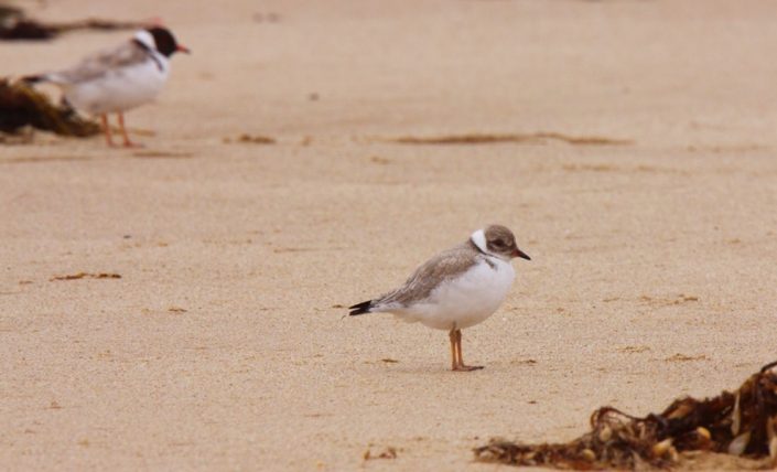 hooded-plovers