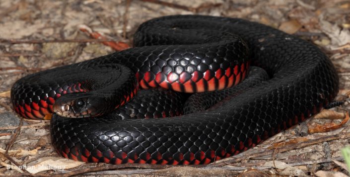red-belly-black-snake