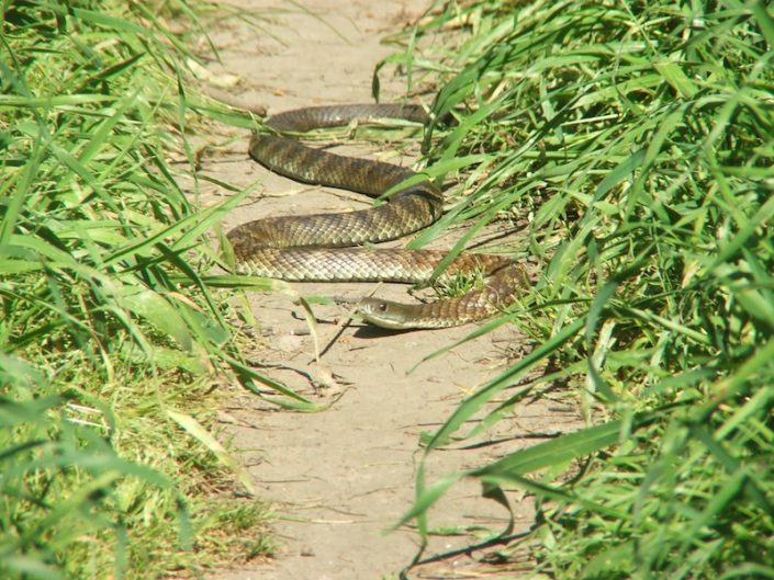 tiger-snake