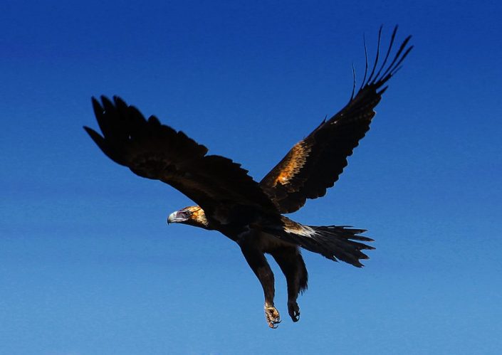 wedge-tailed-eagle