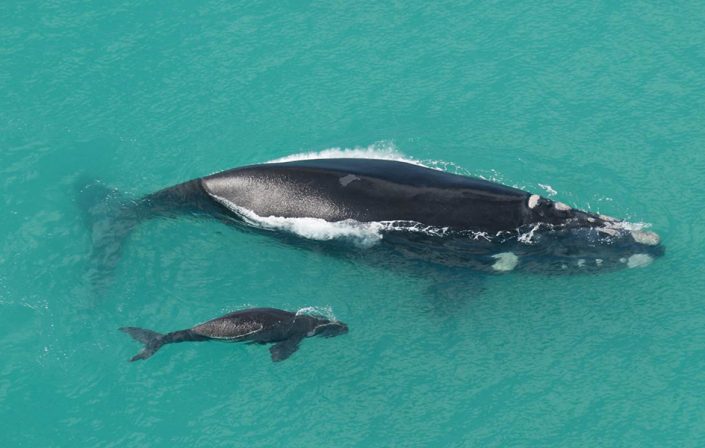 whales