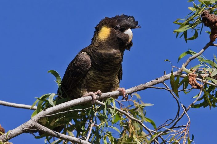 yellow-tailed-cockatoo