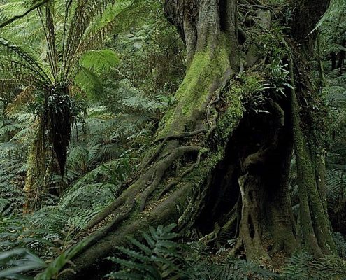 big-trees